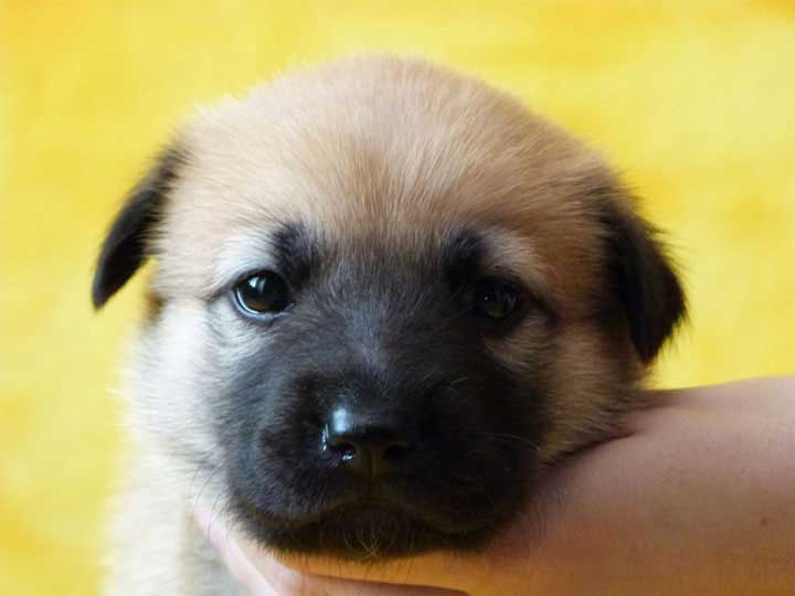 chinook puppy
